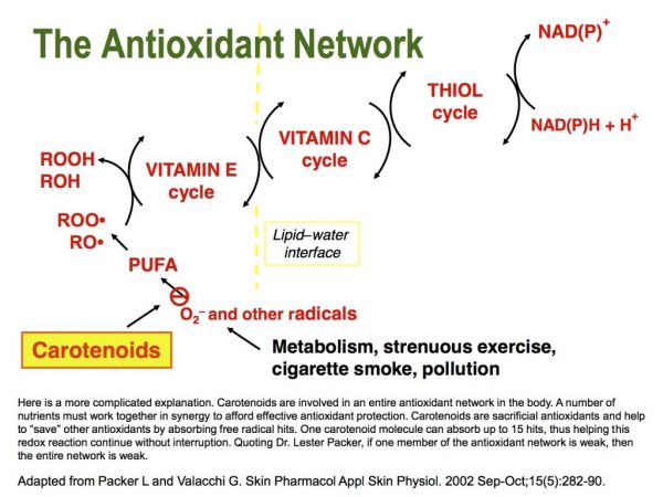 Antioxidant-Network-1024x768