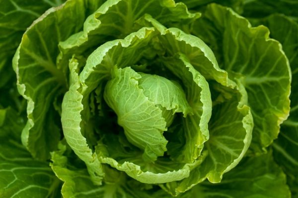 Cabbage-3104780776e75c0ebb9775e8_640