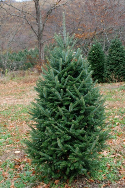 fraser fir christmas tree