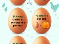 Egg Cellent Facts