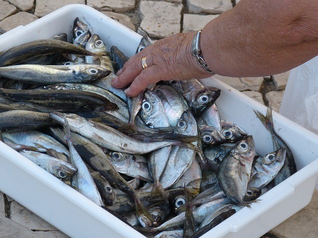 Fish food photo