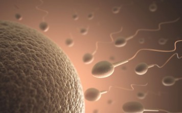 Ovulation Questions: How Long Does The Ovulation Last? how long does the ovulation last