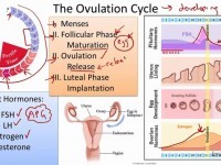 ovulation cycle