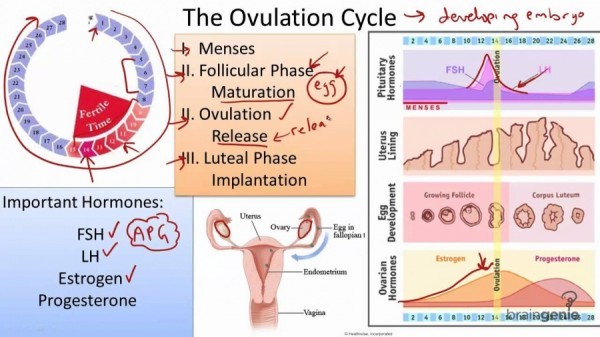ovulation cycle
