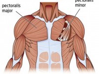 Chest Structure