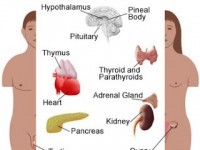Hormones And Diseases