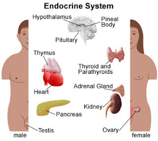 Hormones And Diseases