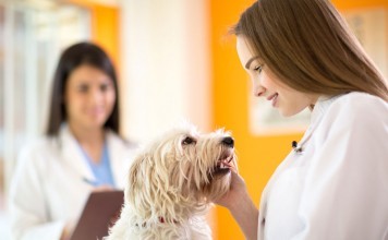 How Much Is Pet Insurance Worth for My Lovely Pet how much is pet insurance